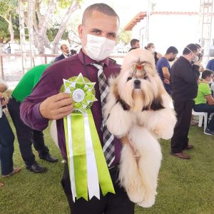 Shih Tzu puppies for sale