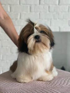 Shih Tzu puppies