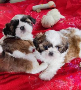 Shih Tzu puppies for sale