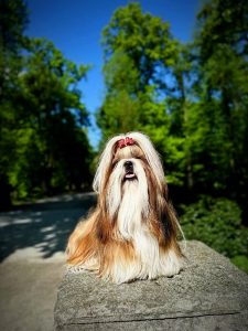 Shih Tzu puppies for sale in Bangalore