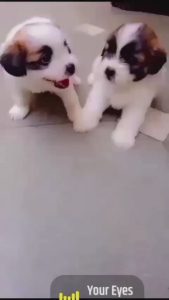 Shih Tzu puppies sell