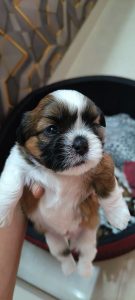 Shih Tzu puppy