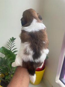 Shih tzu Puppy for sale