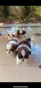 Shih tzu Puppy