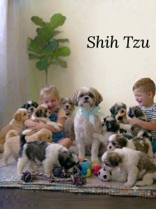 Shih Tzu Puppy and Dog 8800539300