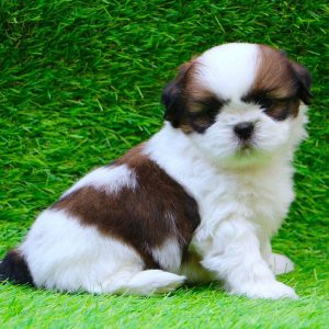 shih tzu puppy for sale
