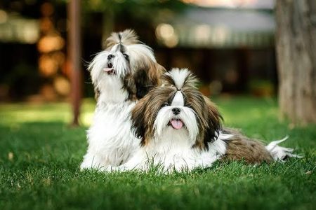 Shih Tzu Puppy 8800539300