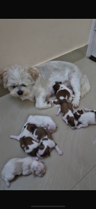 Shih tzu puppy