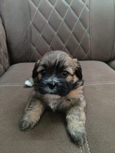 Shih Tzu puppy for Sale