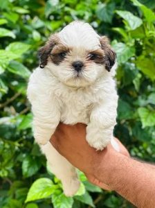 Shih Tzu Puppy for Sale in Bangalore – Buying Guide