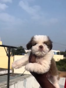 Shih Tzu Puppy for sale