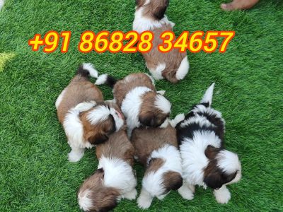 Shih Tzu puppy's ava