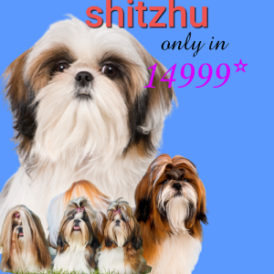 Shih tzu puppy available in indore 7987036124