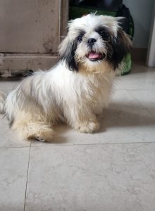 Shih tzu puppy for sale