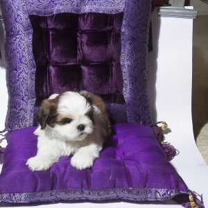 Shih tzu pups for sale 9916672339