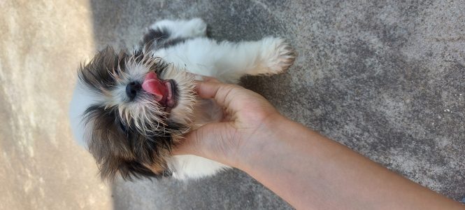 Shih zhu