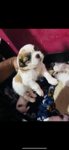 Shihi Tzu