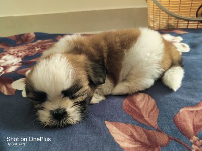 Shihtuz for sale