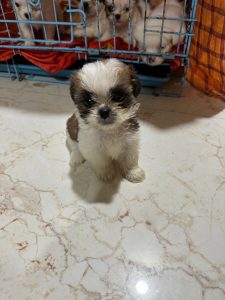 Shihtzhu puppies available