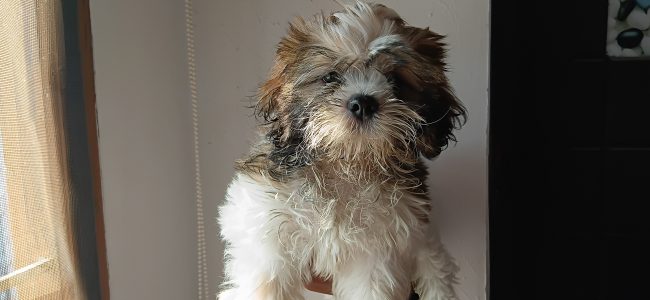 Shihtzhu puppy sale