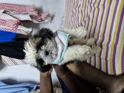 shihtzu