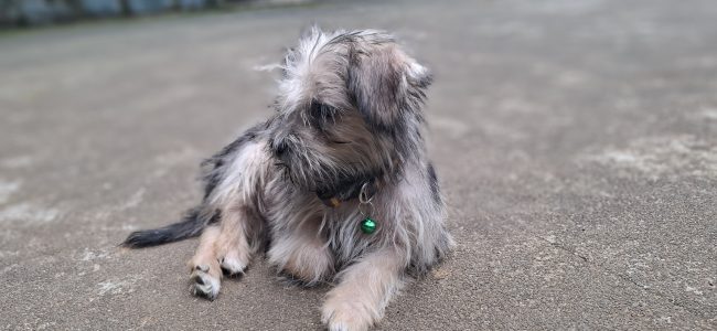 ShihTzu