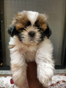 Shihtzu