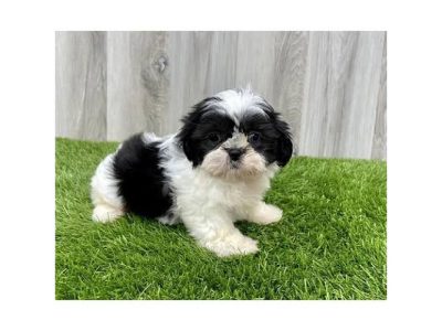Shihtzu