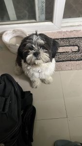 Shihtzu
