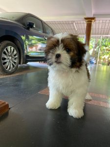 Shihtzu Females for sale