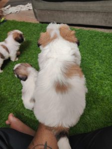Shihtzu New Born