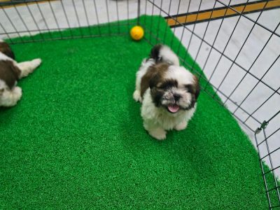 Shihtzu puppies available in chennai