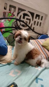 shihtzu puppies available in chennai 8825472494