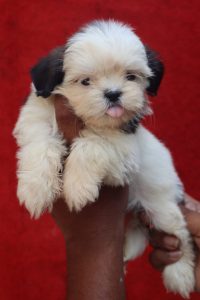 Shihtzu Puppies For Sale Delhi Trust Kennel