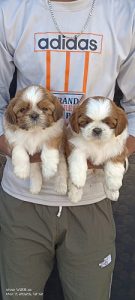 ShihTzu Puppies For Sale Delhi 9654249090