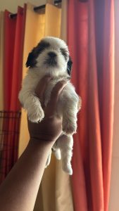 Shihtzu puppies for sale