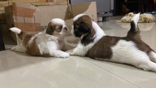 Shihtzu puppies for sale