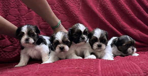 Shihtzu Puppies for Sale at best price Chennai Ayanavaram