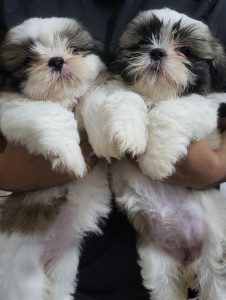 Shihtzu Puppies For Sales