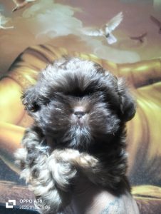 ShihTzu Puppies For Sale TrustKennel