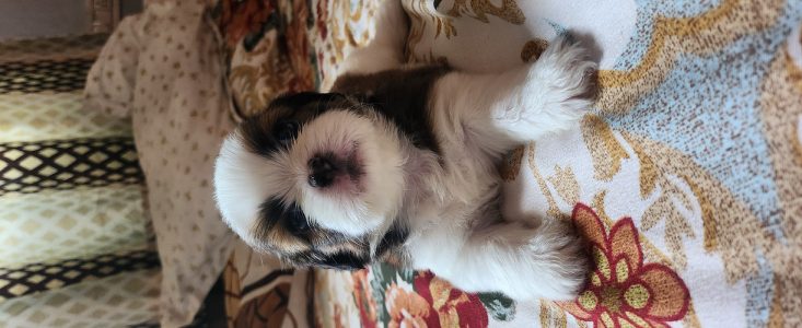 Shihtzu puppy (35 days)