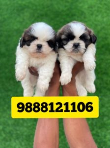 Shihtzu puppy available call 9888121106 jalandhar nakodar nurmahal kapurthala phagwara beas
