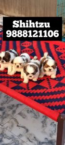 Shihtzu puppy buy punjab call 9888121106 nakodar jalandhar phagwara kapurthala kartarpur shahkot mehtpur noormahal jandiala
