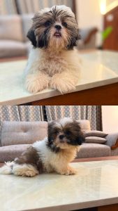 SHIHTZU PUPPY