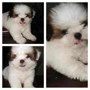 ShihTZu Puppy