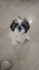 Shihtzu puppy