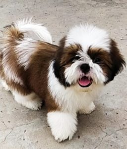 Shihztu puppies available