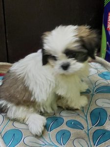 Shishtzu 3 month old female puppy