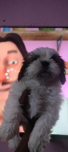 Shitzhu female puppy