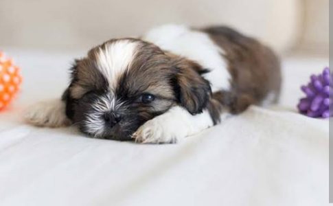 Shitzhu puppies 🐶🐶